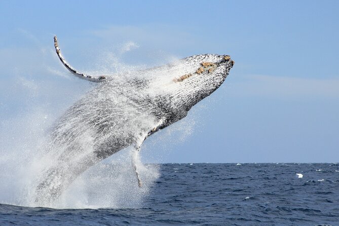 Los Cabos Whale Watching (Transportation and Pictures Included) - Quick hits before you go