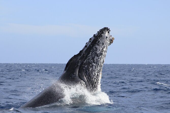 Los Cabos Whale Watching (Transportation and Pictures Included) - Whale watching for real: why the morning timing matters