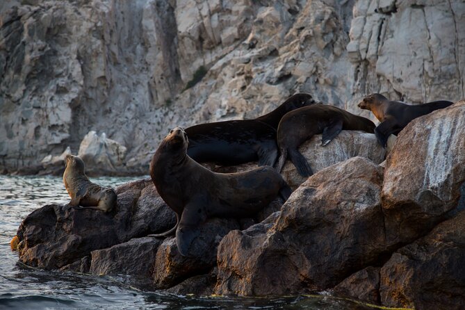 Los Cabos Whale Watching (Transportation and Pictures Included) - Snacks, water, and the small comforts that prevent a cranky trip