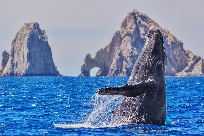 Luxury Catamaran Whale Watching Cabo San Lucas - Key things I’d pay attention to
