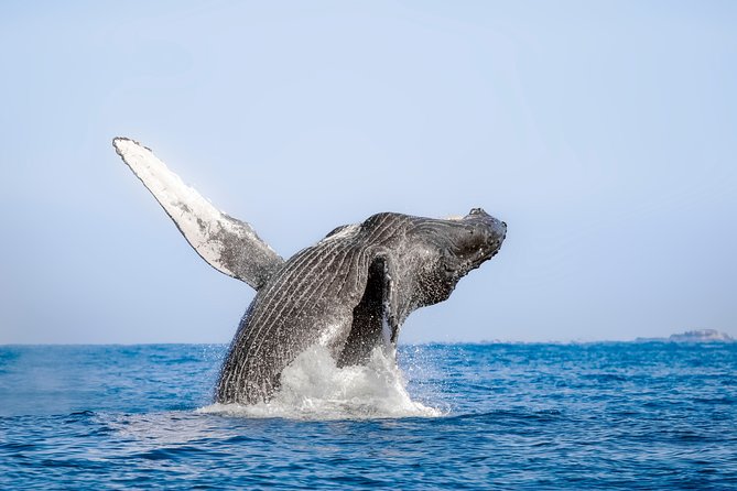 Luxury Catamaran Whale Watching Cabo San Lucas - Stop 2: Sea of Cortez whale time, plus hydrophone listening