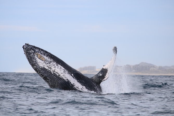 Luxury Catamaran Whale Watching Cabo San Lucas - Snacks, open bar, and what included really feels like