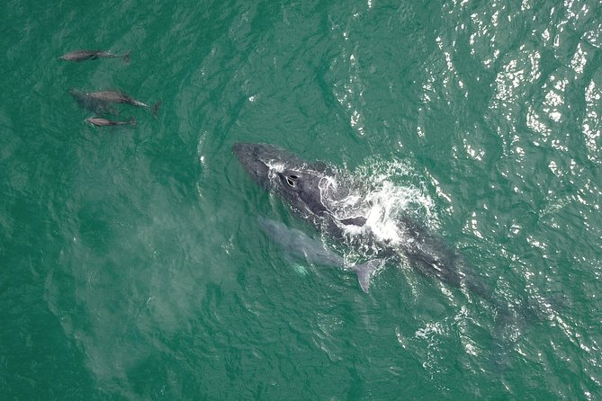 Luxury Catamaran Whale Watching Cabo San Lucas - Why the double-decker catamaran setup helps your spotting