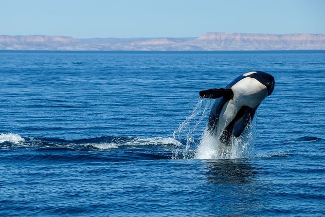 Luxury Catamaran Whale Watching Cabo San Lucas - How to maximize your chances of seeing humpbacks