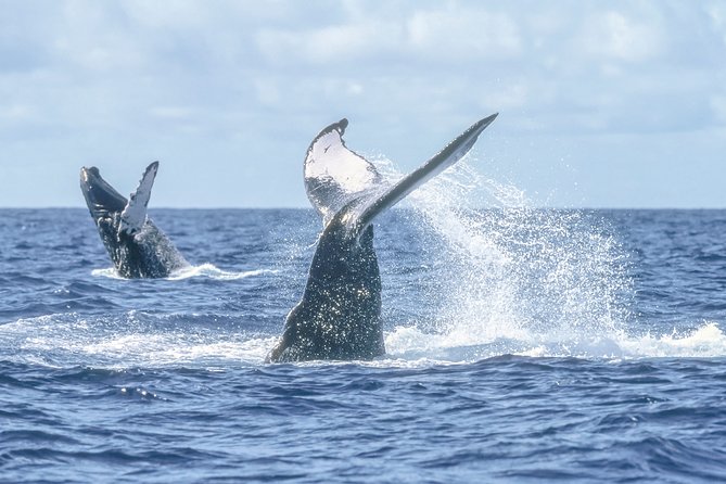 Luxury Catamaran Whale Watching Cabo San Lucas - Value check: is $129 a good deal?