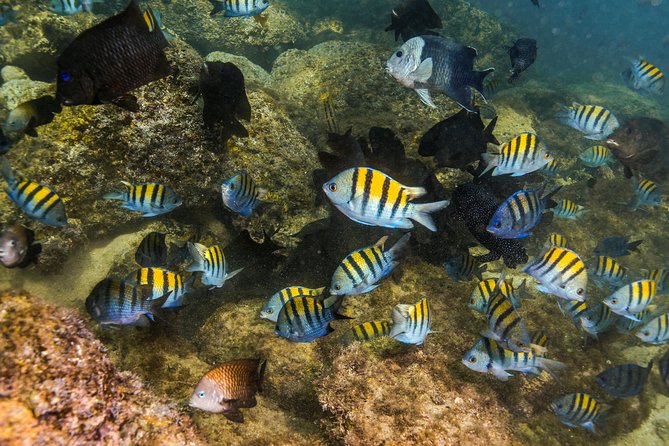 Magical Cenote and Paradise Lagoon Snorkeling Adventure - Price and value: what $99 buys, and what can add up