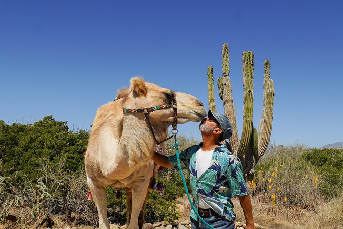 Magical Todos Santos Tour, Camel Ranch, Lunch and Tequila - Key things that make this tour work