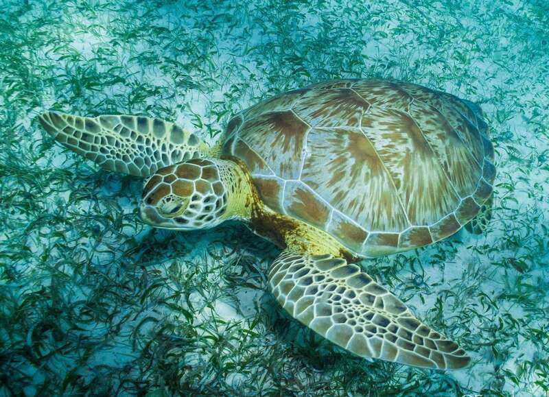 Mahahual: Snorkel Tour in Reef Lagoon - Key Points at a Glance