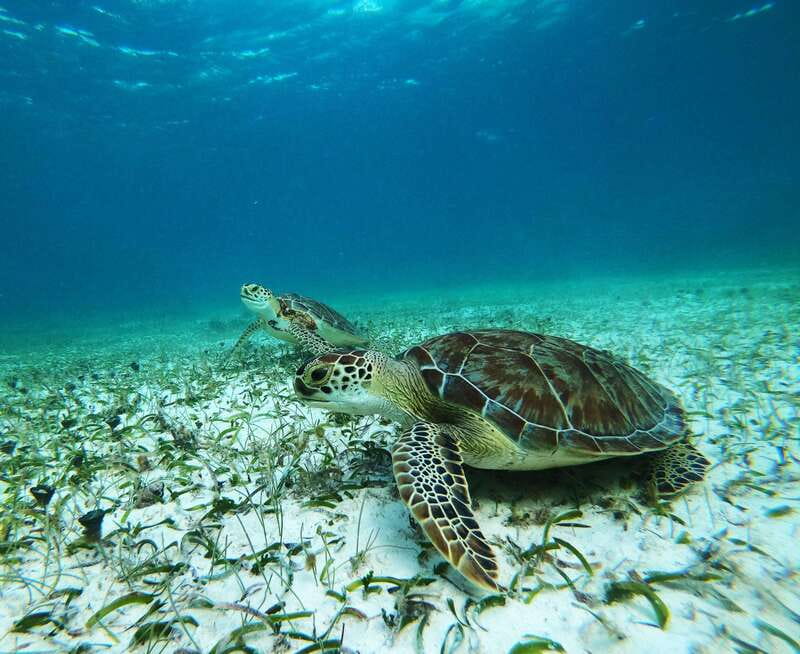 Mahahual: Snorkel Tour in Reef Lagoon - Gear, Briefing, and Reef Rules You Will Actually Follow