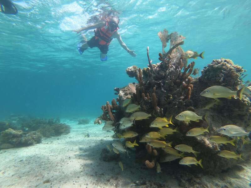 Mahahual: Snorkel Tour in Reef Lagoon - Your 1-Hour Snorkel: Turtles, Rays, and Coral Heads Close By
