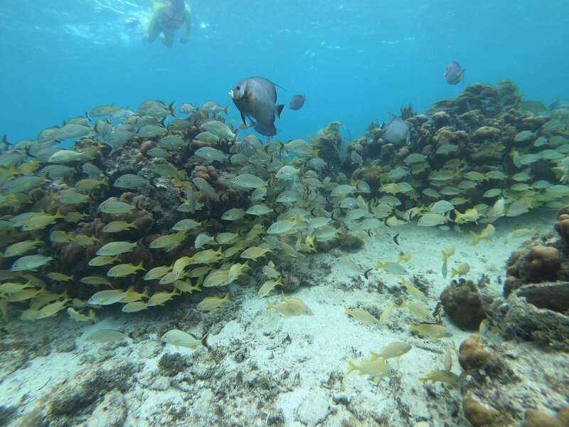 Mahahual: Snorkel Tour in Reef Lagoon - Food and Comfort Between Reef Minutes