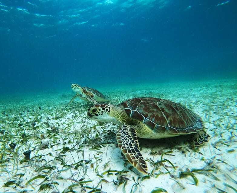 Mahahual: Snorkel Tour in Reef Lagoon - Price and Value: Is $37 Worth It?