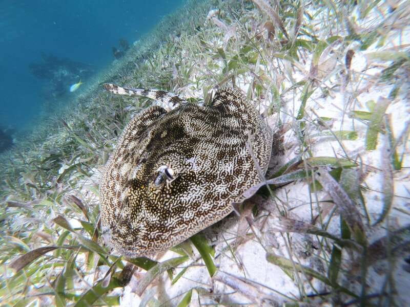 Mahahual: Snorkel Tour in Reef Lagoon - Who This Snorkel Tour Is Best For