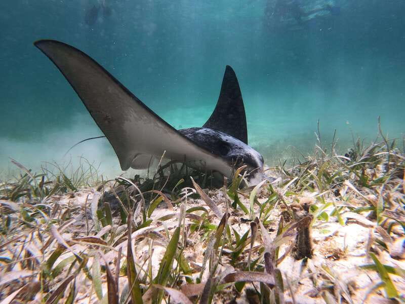 Mahahual: Snorkel Tour in Reef Lagoon - Where You Meet, and How the Taxi Piece Fits In