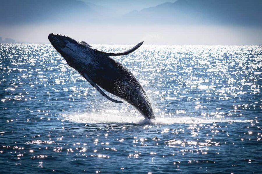 Marietas Islands Boat Tour: Snorkel, Kayak, Playa Nopalera - Snorkeling and sea conditions: what to expect, including the one catch