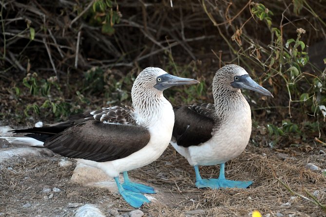 Marietas Islands snorkeling & Hidden beach (w/ restrictions) - The lunch and comfort details that actually affect your day