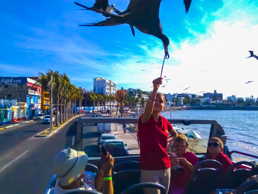 Mazatlán: Double-Decker Bus, Cliff Diving & Walking Tour - Price and value: what $26 buys you in 3 hours