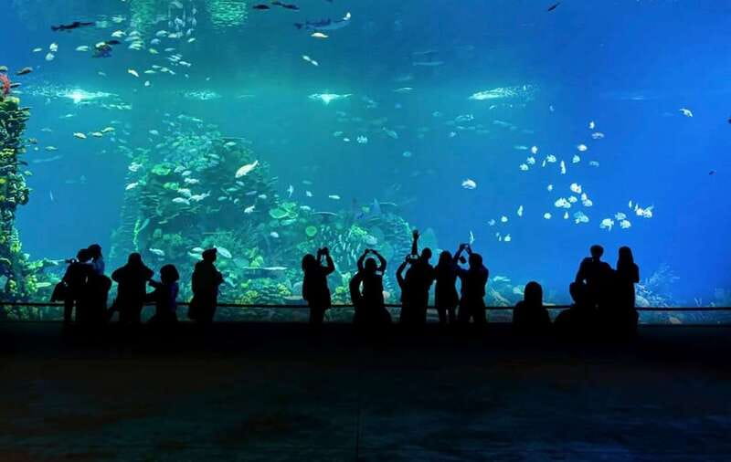Mazatlan: Grand Aquarium Ticket and City Sightseeing Tour - Sharks, sea lions, and birds: what to expect besides the big-ticket moments
