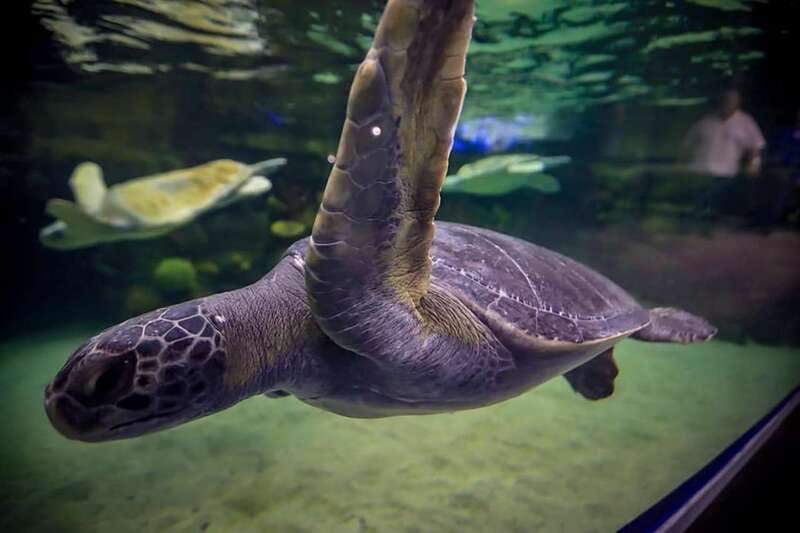 Mazatlan: Grand Aquarium Ticket and City Sightseeing Tour - Premium access at Mazatlán Grand Aquarium: what it changes for your day
