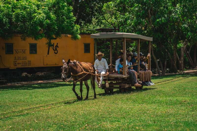 Merida: Hacienda Sotuta de Peon w/ Cenote & Henequen Tour - The ride that makes people smile: mule trucks through agave fields