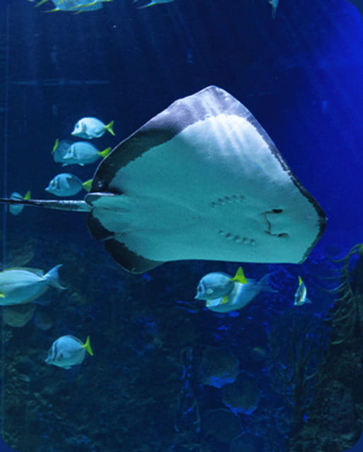 Mexico City: Fast Pass Ticket to Acuarium Inbursa - Why a Fast Pass at Acuario Inbursa Makes Sense