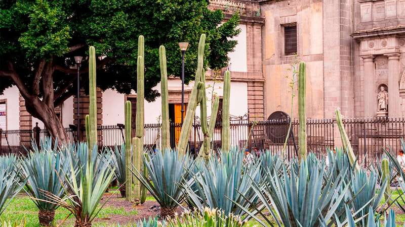 Mexico City: Historic Downtown Walking Tour - Palace of Fine Arts: a calm visual break between big stops