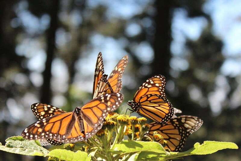 Mexico City: Monarch Butterflies, Sierra Chincua & Angangueo - The long Mexico City drive, and how to protect your comfort