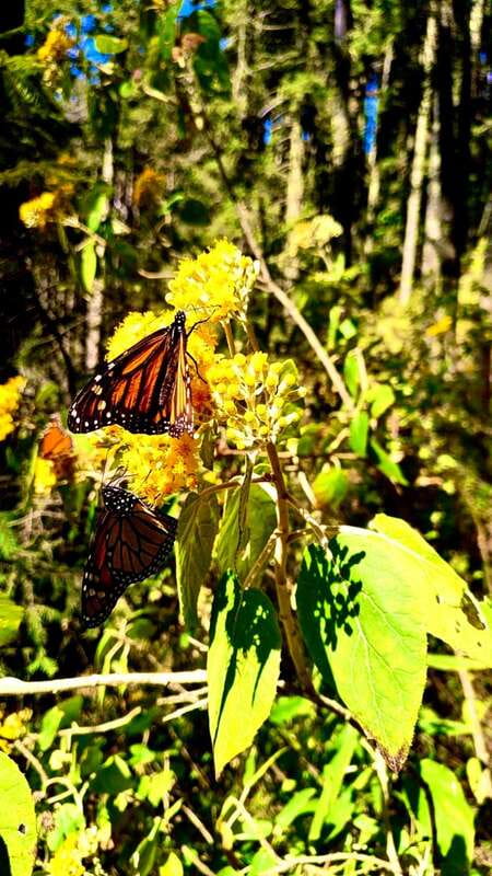 Mexico City: Monarch Butterfly Sanctuary Day Tour - Sierra Chincua monarchs from Mexico City, UNESCO winter habitat in one day
