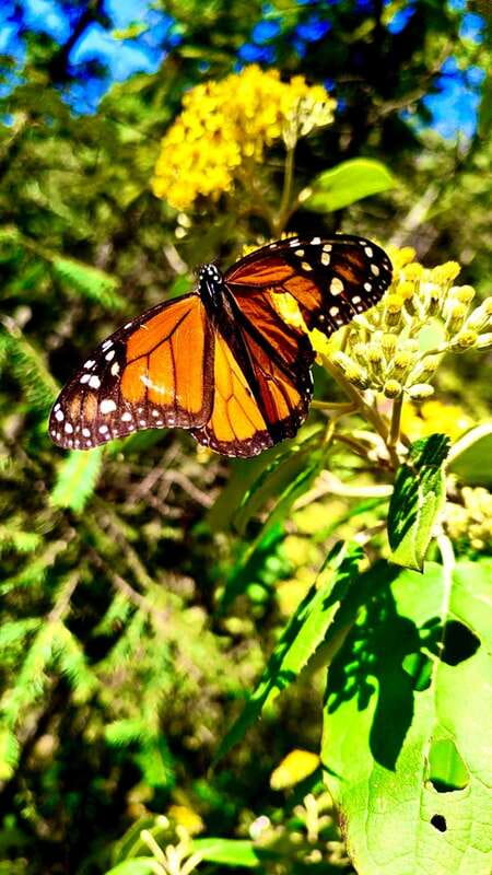 Mexico City: Monarch Butterfly Sanctuary Day Tour - The guided sanctuary time, what “5 hours in the forest” really feels like