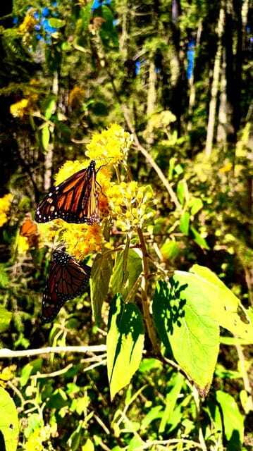 Mexico City: Monarch Butterfly Sanctuary Day Tour - The Sierra Chincua forest hike: what to wear and how to stay comfortable
