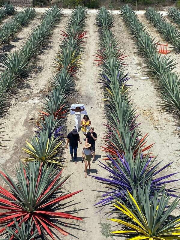 Mezcal Tour Oaxaca - Working Distilleries in Santiago Matatlán and Tlacolula de Matamoros