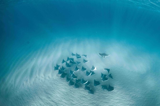 Mobula Ray Snorkeling - Key Points at a Glance