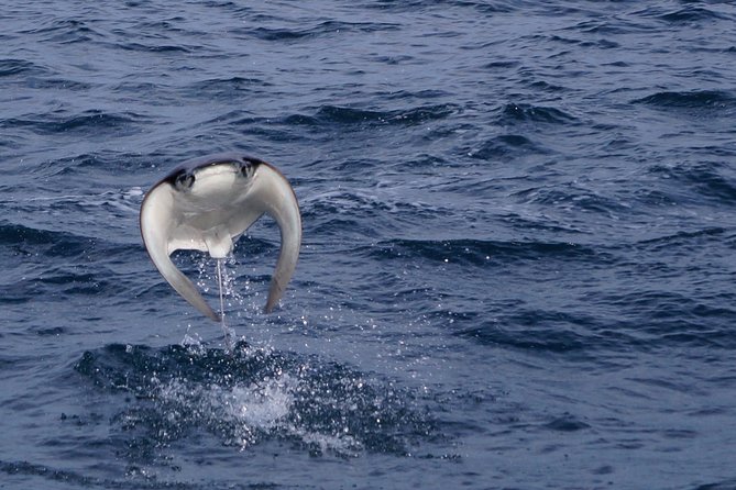 Mobula Ray Snorkeling - Mobula Ray Snorkeling in Cabo: What You’re Actually Buying