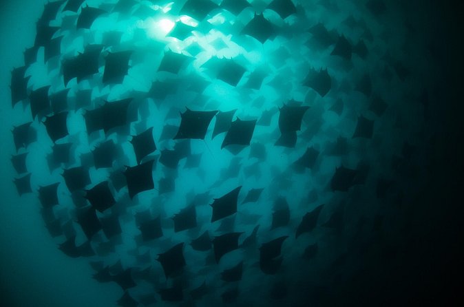 Mobula Ray Snorkeling - Seeing Rays From the Water, Plus Breaches for Photos