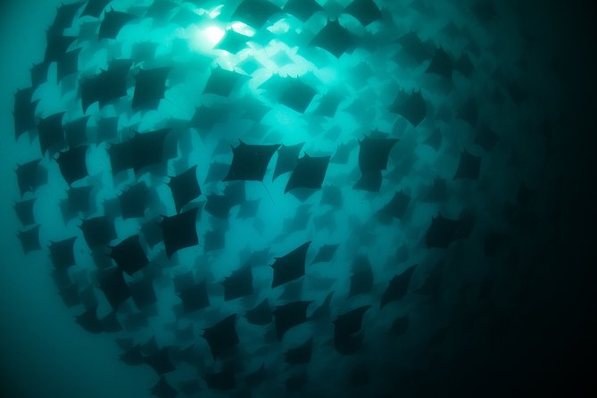 Mobula Ray Snorkeling - Guides and Crew: Marine Biologists, Real Wildlife Knowledge