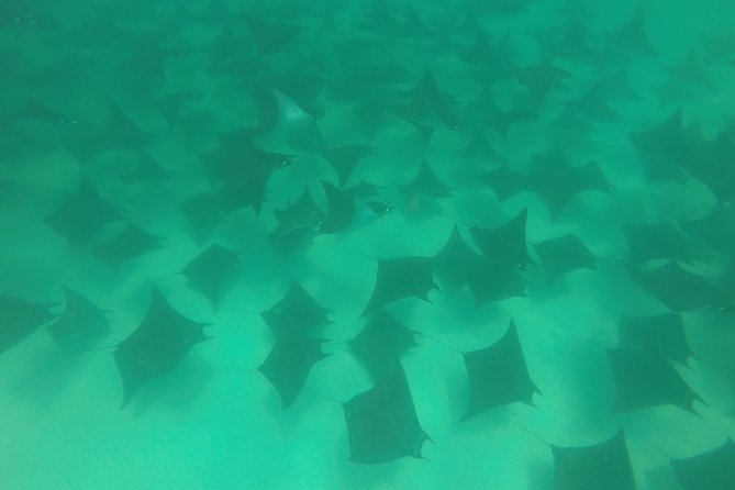 Mobula Ray Snorkeling - Price and Value: Is $169 Fair for Cabo Mobulas?