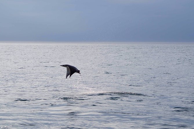 Mobula Ray Snorkeling - Morning vs Afternoon: How to Choose Your Best Shot