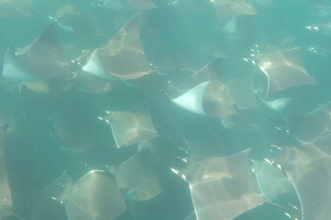 Mobula Ray Snorkeling - The 3 Hour Plan: El Arco, Sea Lions, Then the Mobula Search