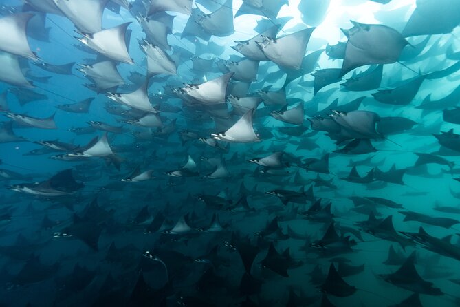 Mobulas and Cetaceans Day Trip - Key things to know before you go