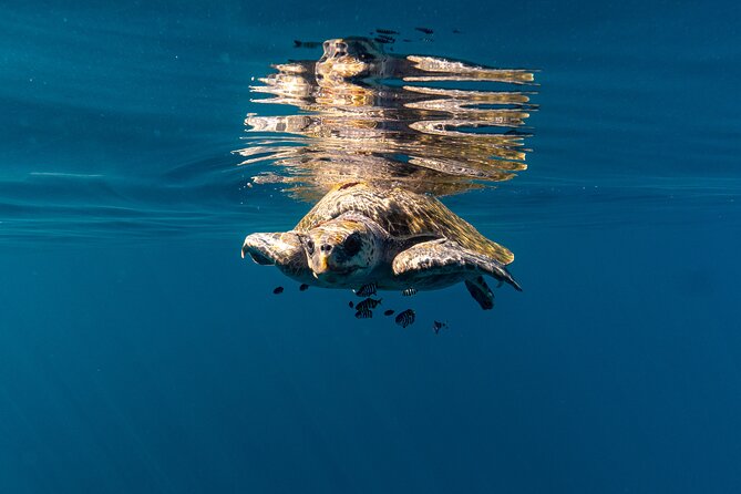 Mobulas and Cetaceans Day Trip - Snorkeling gear included, so you travel lighter