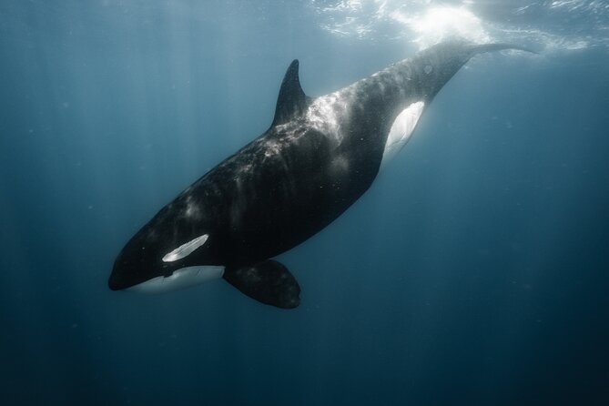Mobulas and Cetaceans Day Trip - Animal-first encounters: why the rules change the whole vibe