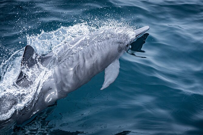 Mobulas and Cetaceans Day Trip - The food break: burritos, fruits, and ceviche to power you through