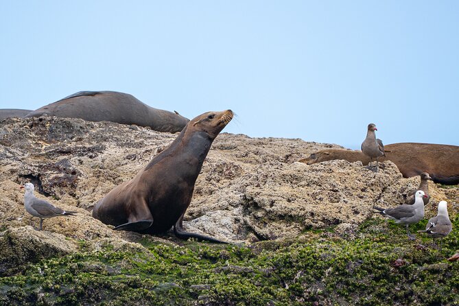 Mobulas and Cetaceans Day Trip - Who should book this trip, and who should think twice