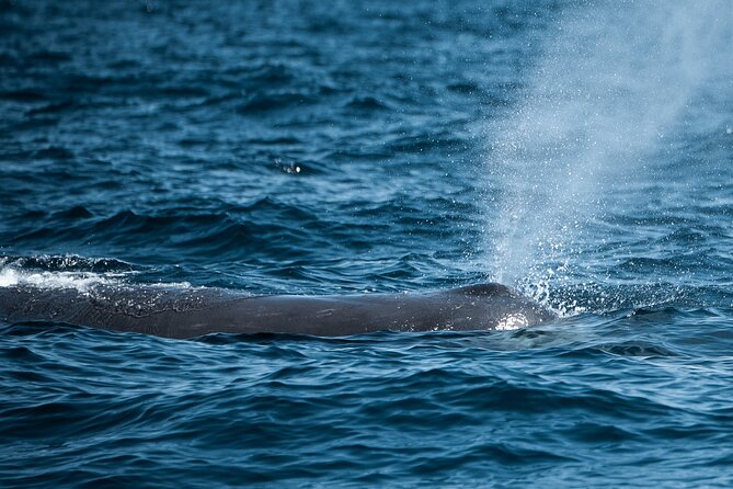Mobulas and Cetaceans Day Trip - How your wildlife encounters usually unfold on the boat