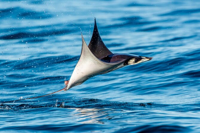 Mobulas Safari and Wildlife in La Ventana with a Marine Biologist - Key Highlights to Know Before You Go