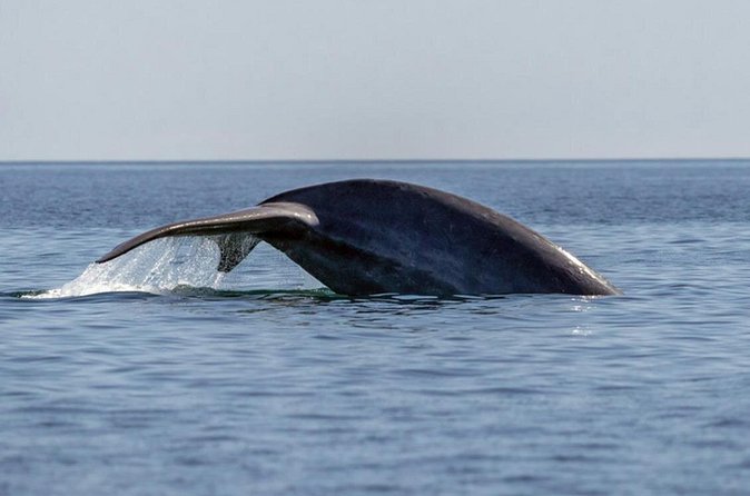 Mobulas Safari and Wildlife in La Ventana with a Marine Biologist - Cerralvo Island Time: Short Hike, Sea Lions, and Coastal Views