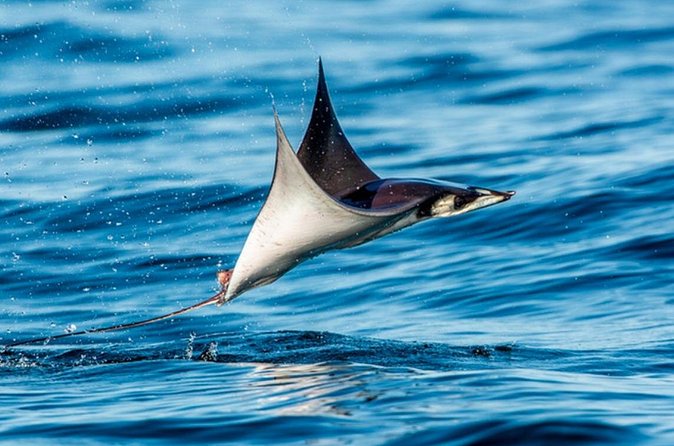 Mobulas Safari and Wildlife in La Ventana with a Marine Biologist - What to Bring (So the Day Feels Easy)
