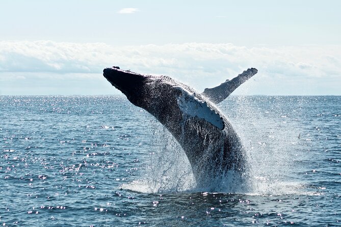Mobulas Safari and Wildlife in La Ventana with a Marine Biologist - The 7:00 AM Plan, Private Group, and Where You Meet