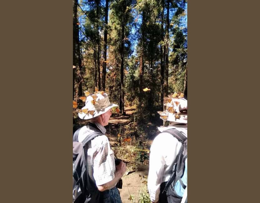 Monarch Butterfly - From Morelia to El Rosario, a long drive with a real purpose