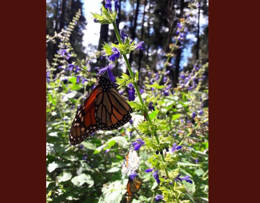 Monarch Butterfly - Timing and food at the entrance, why they nudge you to wait